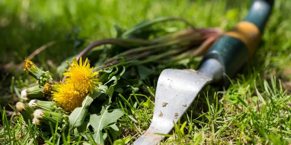 Comment désherber facilement votre pelouse sans l’abîmer