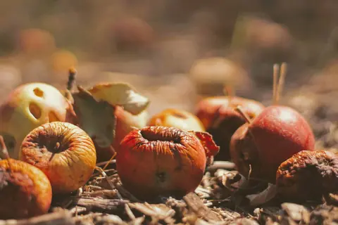 Composter ses déchets végétaux : une solution écologique et économique