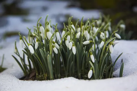 Jardin activités hivernales dans le jardin : comment en profiter ?