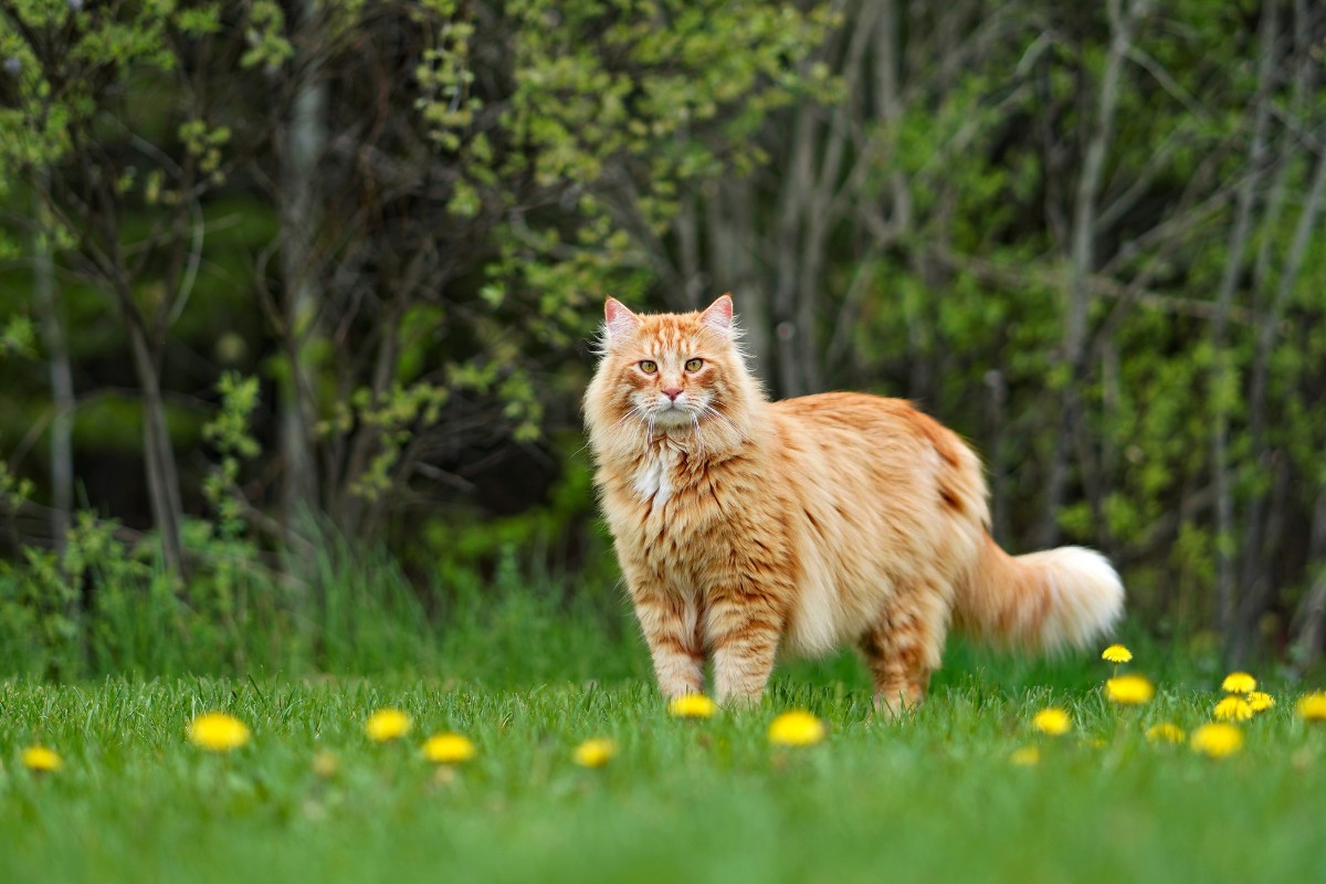 Les astuces pour éloigner les chats de votre jardin